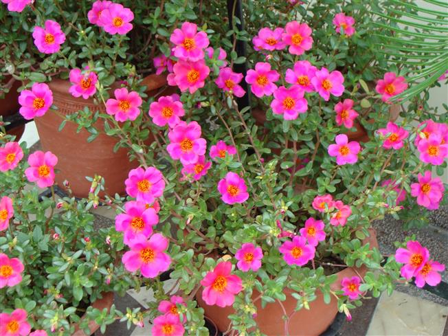 Portulaca umbraticola